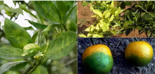 1688461997200970.png image.png