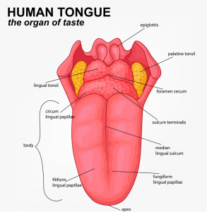 高光谱相机在中医舌诊中的应用研究