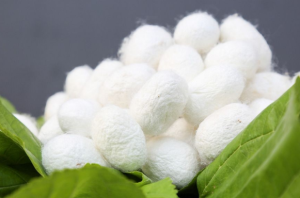 高光谱相机助力，破解蚕茧质量检测难题